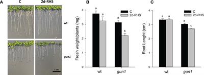 Chloroplast-localized GUN1 contributes to the acquisition of basal thermotolerance in Arabidopsis thaliana